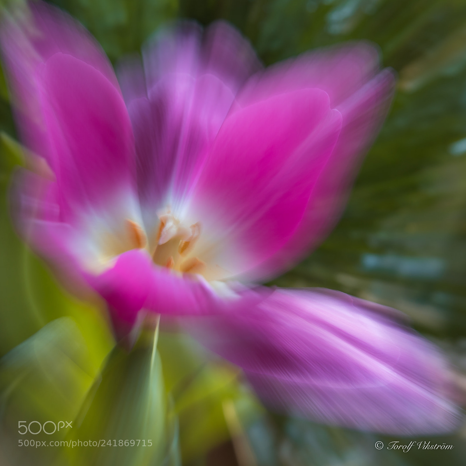 Nikon D7500 sample photo. Tulip photography