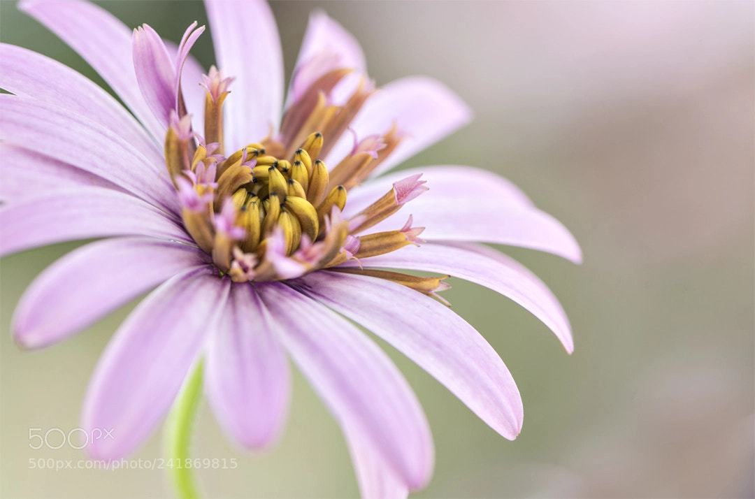 Nikon D810 sample photo. Seeing the other photography