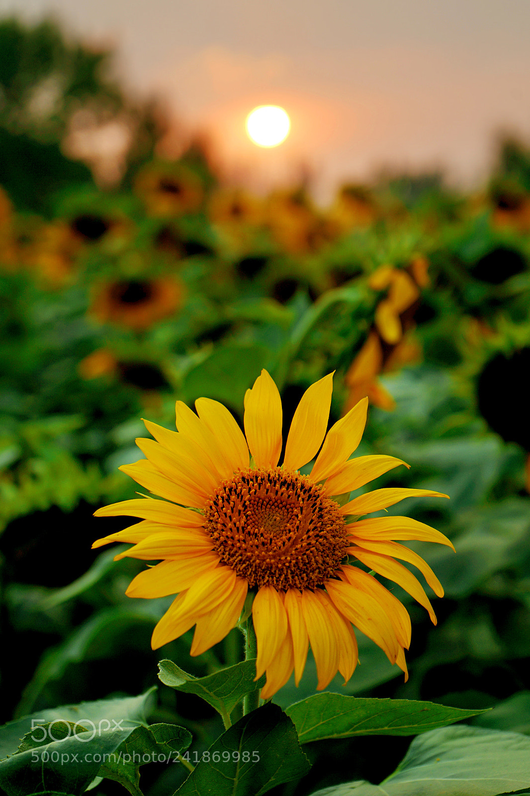 Sony a7 II sample photo. Sunflower photography