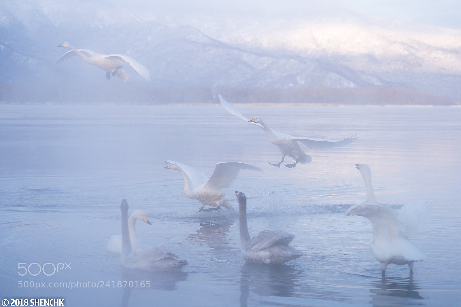 Sony a9 sample photo. Swans in lake kussharo photography