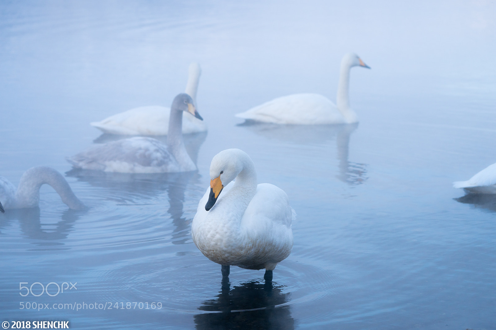 Sony a9 sample photo. Swans in lake kussharo photography