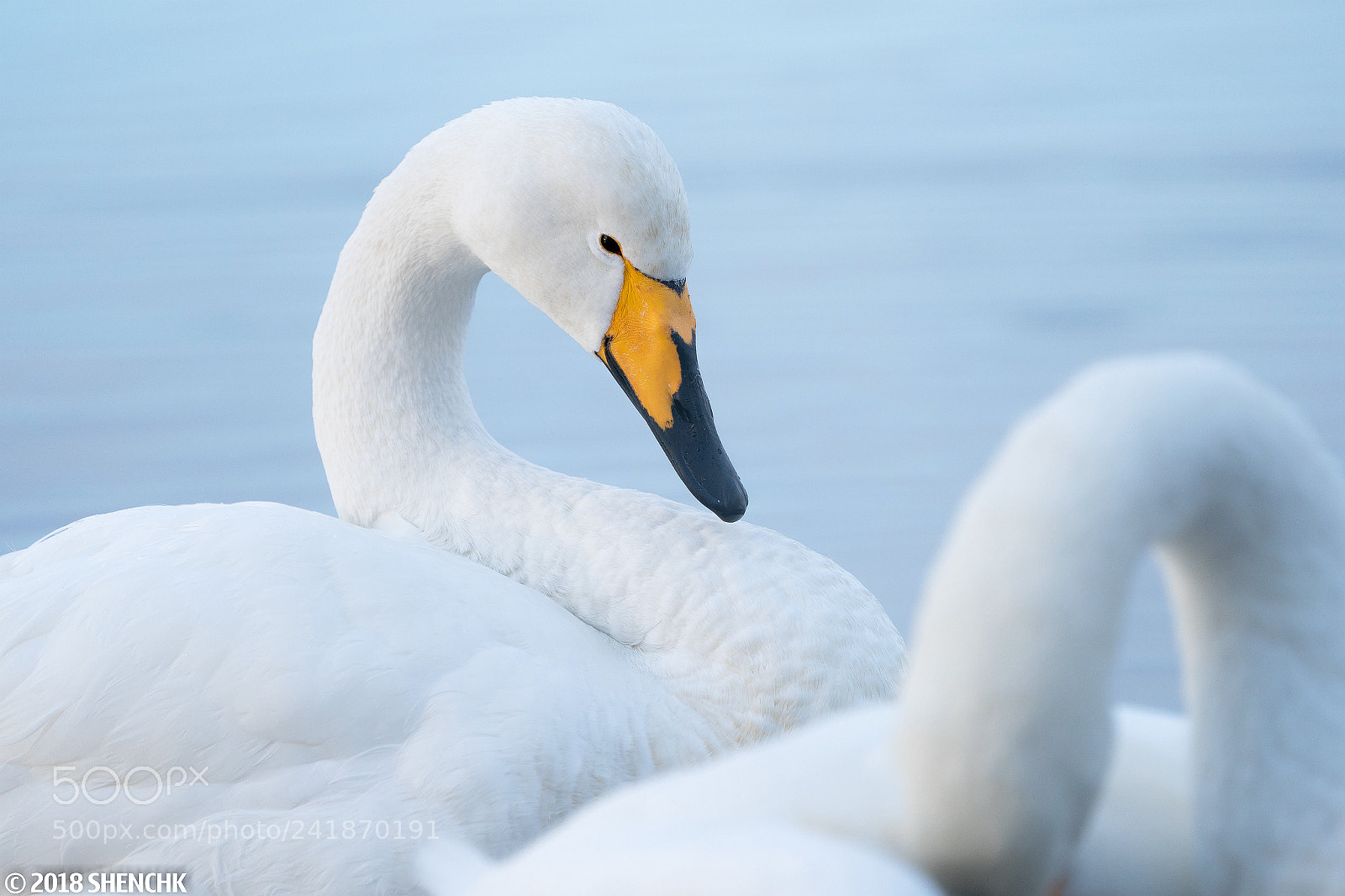 Sony a9 sample photo. Swans in lake kussharo photography