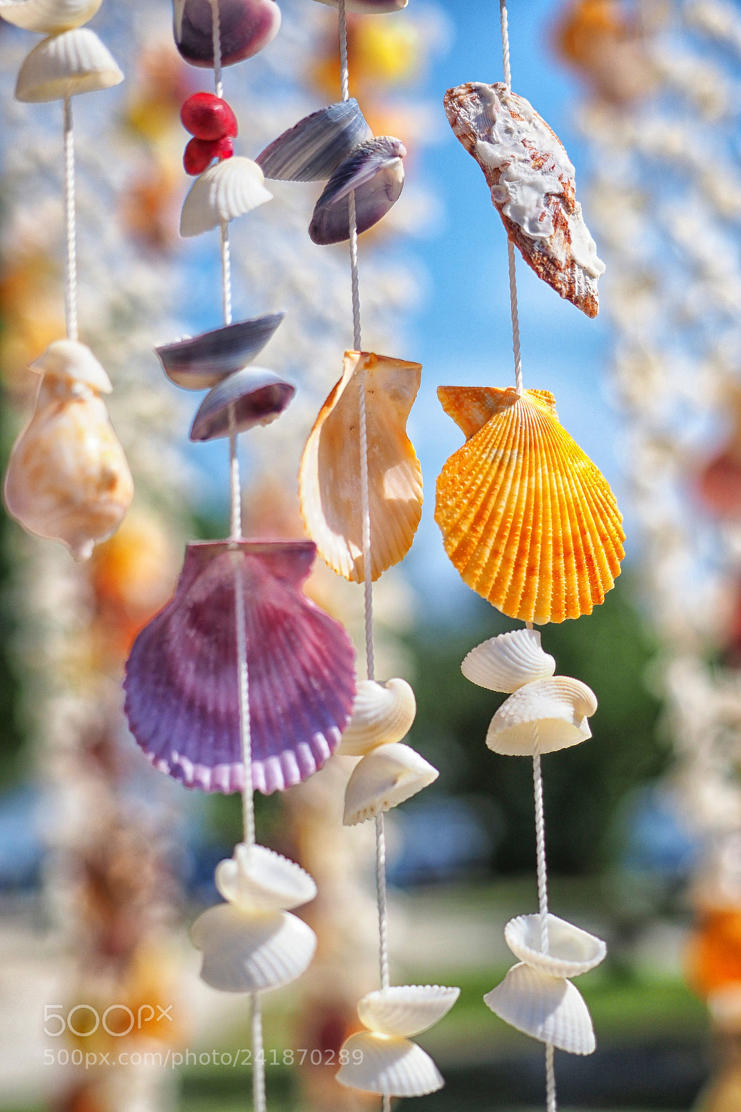 Olympus OM-D E-M1 Mark II sample photo. Hanging seashells photography