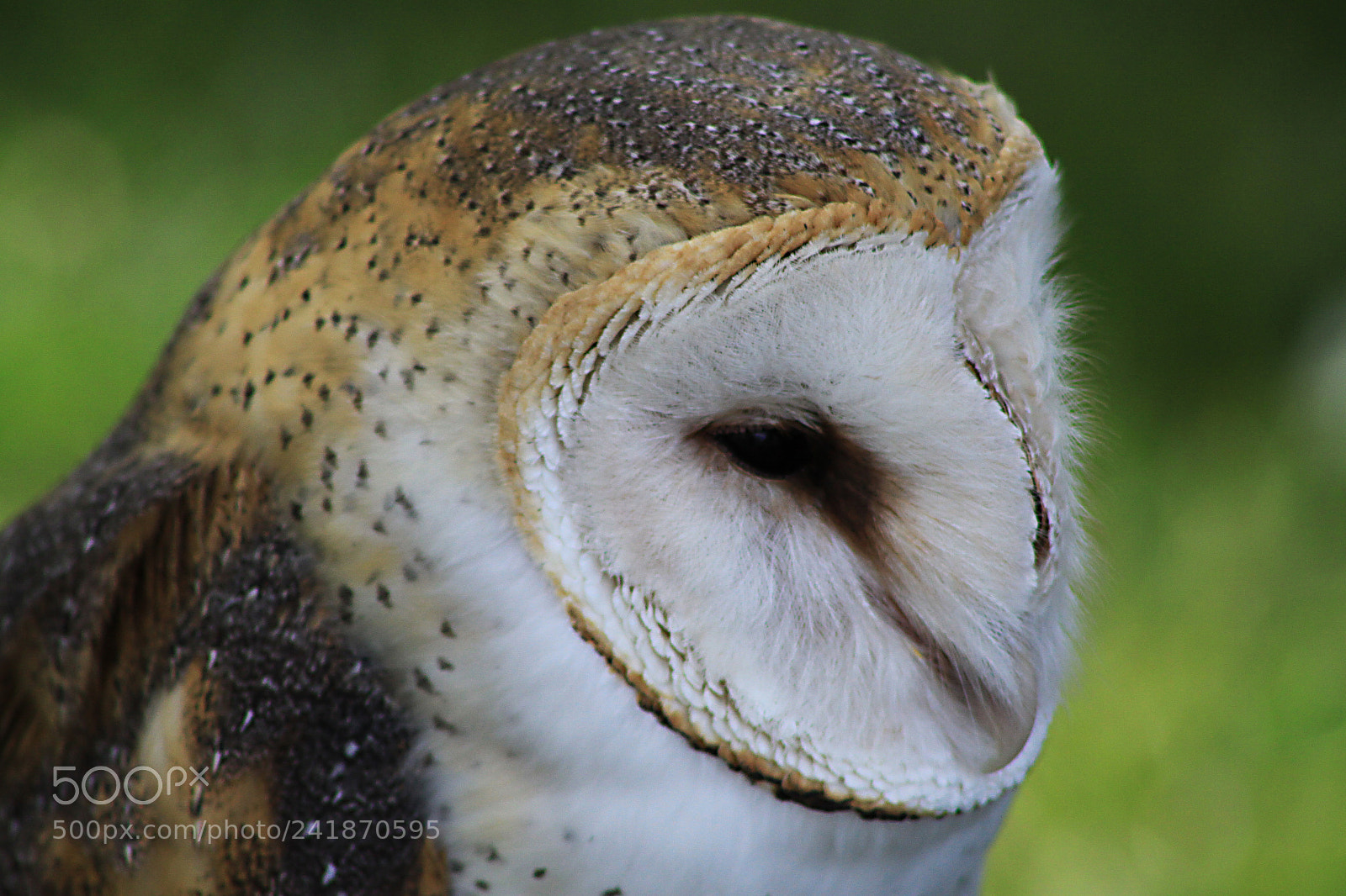 Canon EOS 50D sample photo. Common barn owl photography
