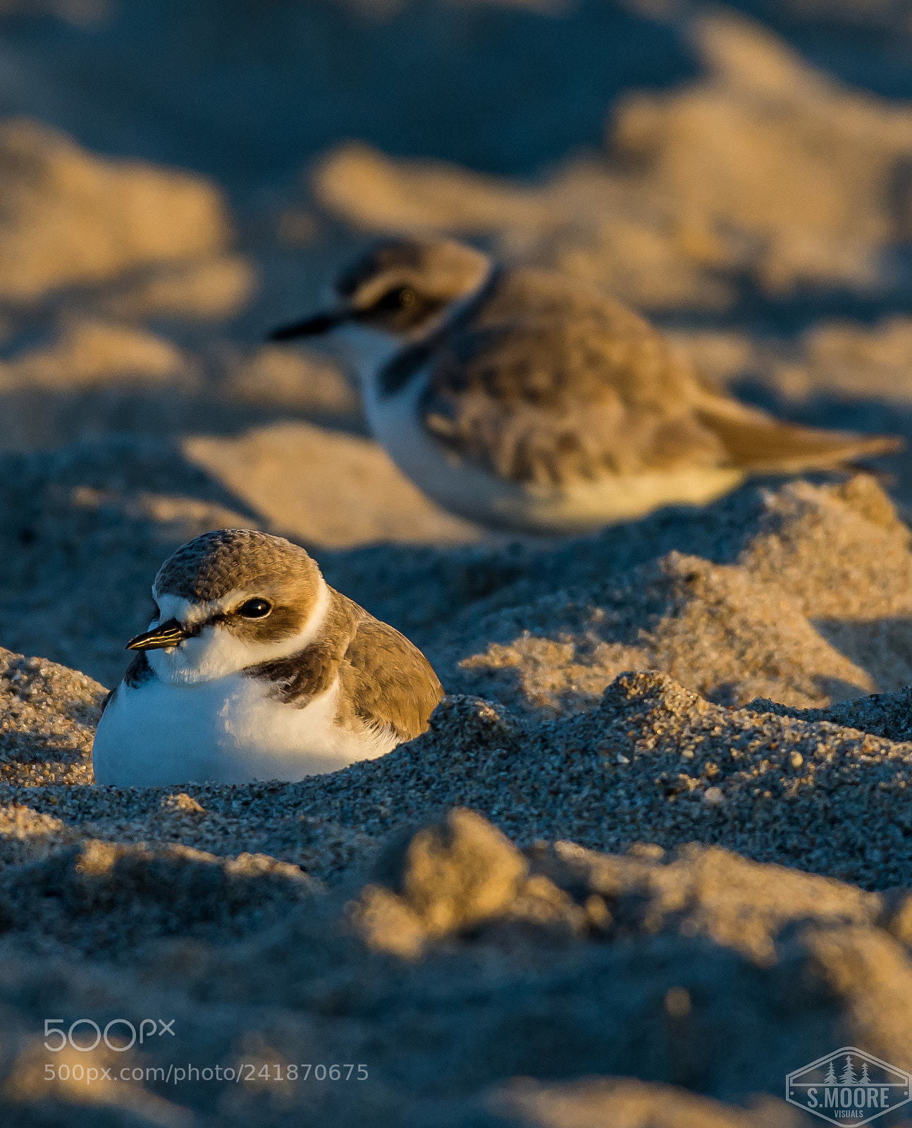 Nikon D7200 sample photo. Western snowy plover at photography