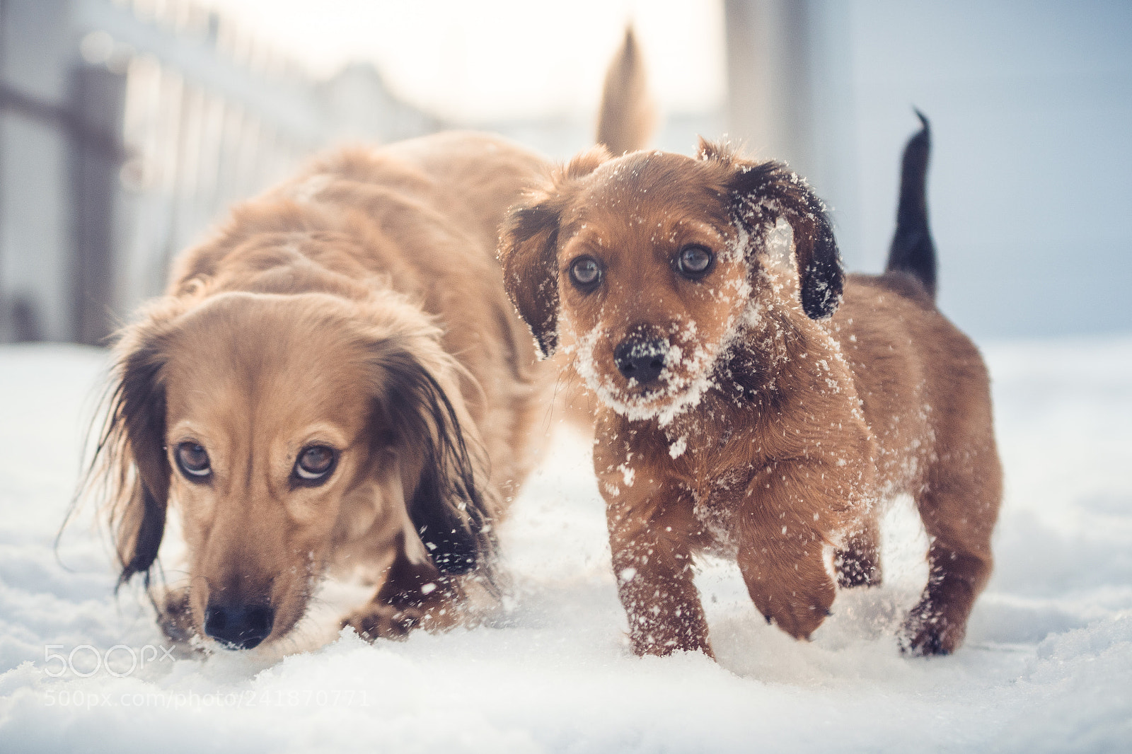 Sony a6300 sample photo. The bearded wiener photography