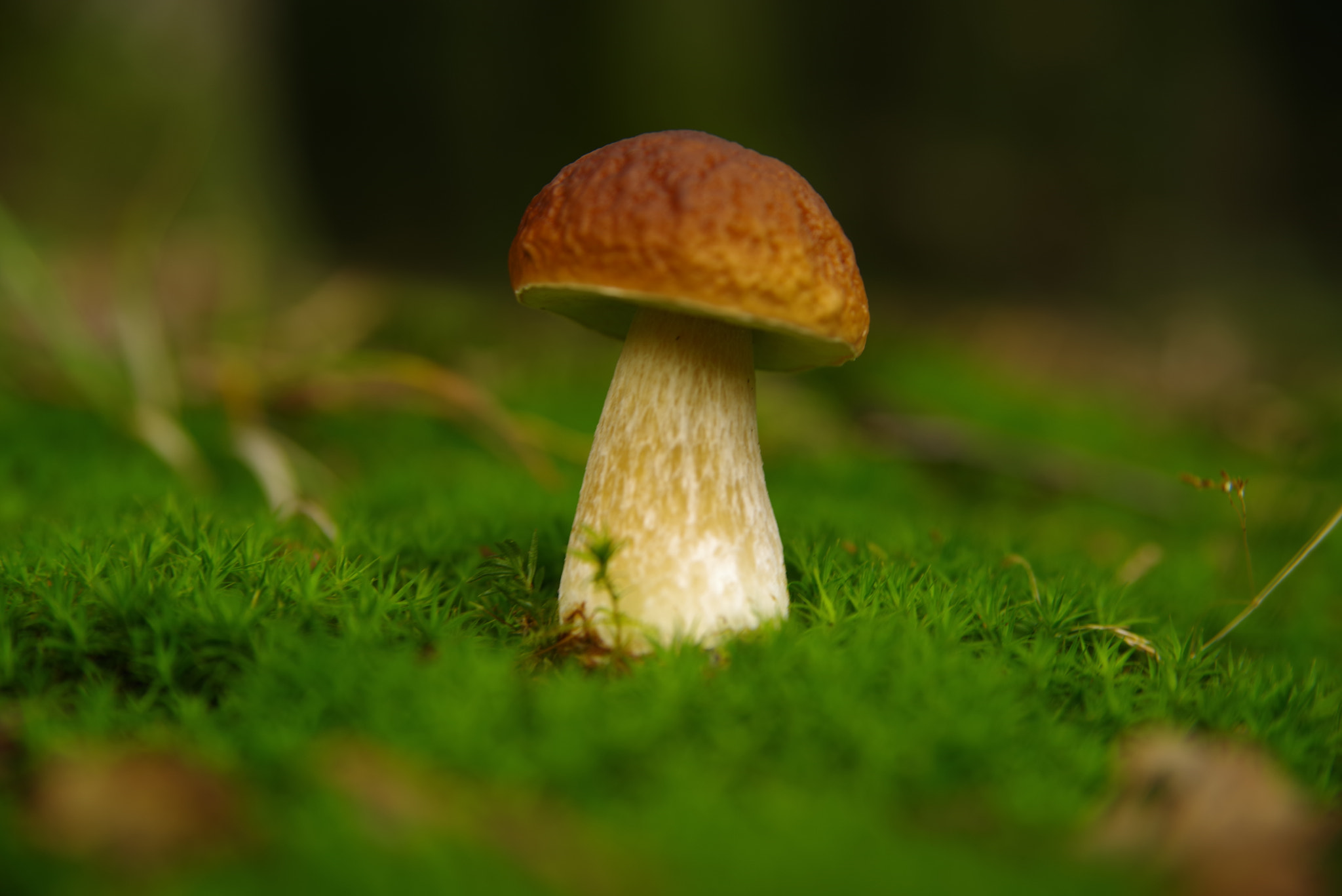 Pentax K-1 sample photo. Boletus edulis iii photography