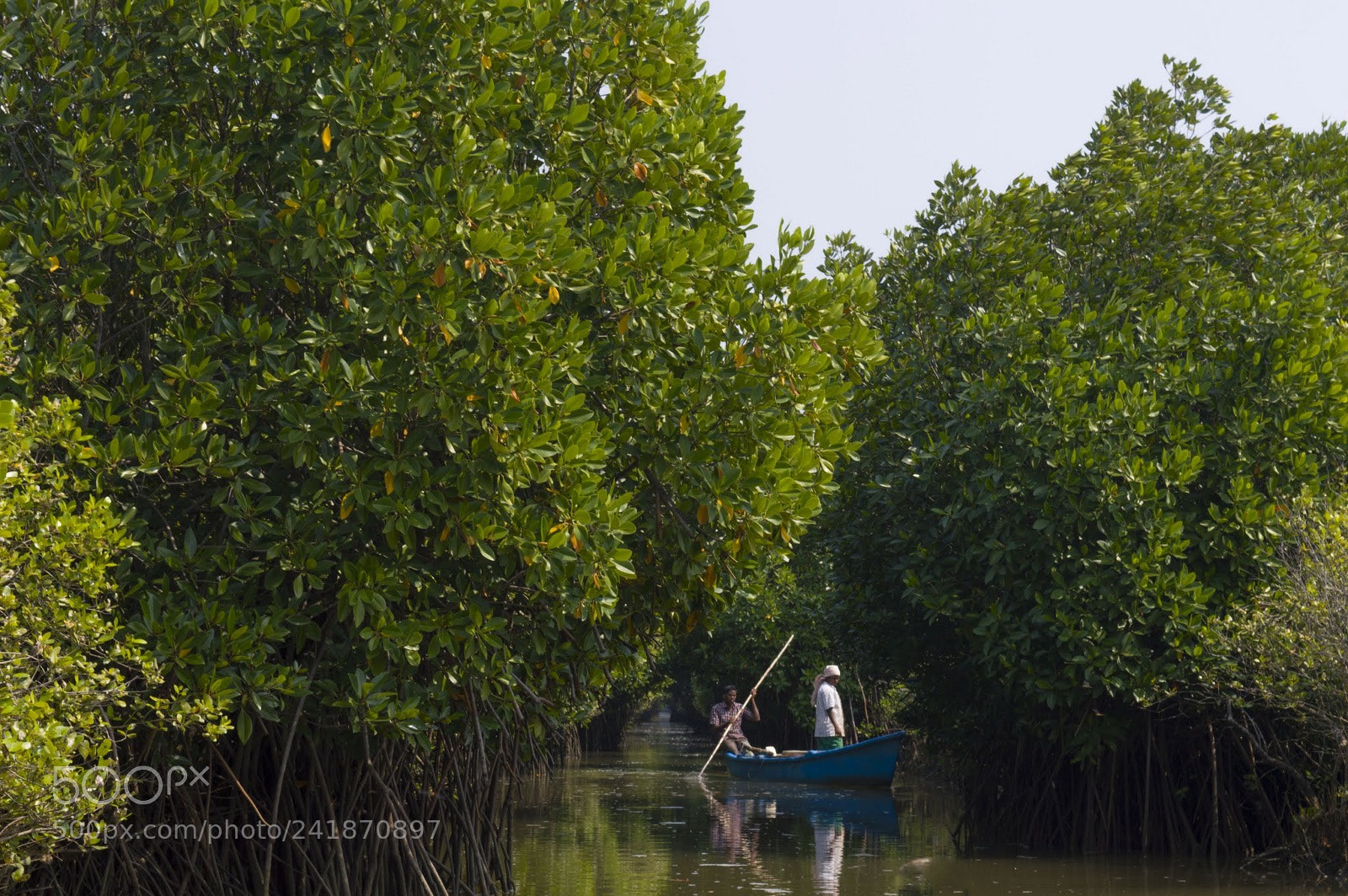 Nikon D3200 sample photo. Mangroves forest photography