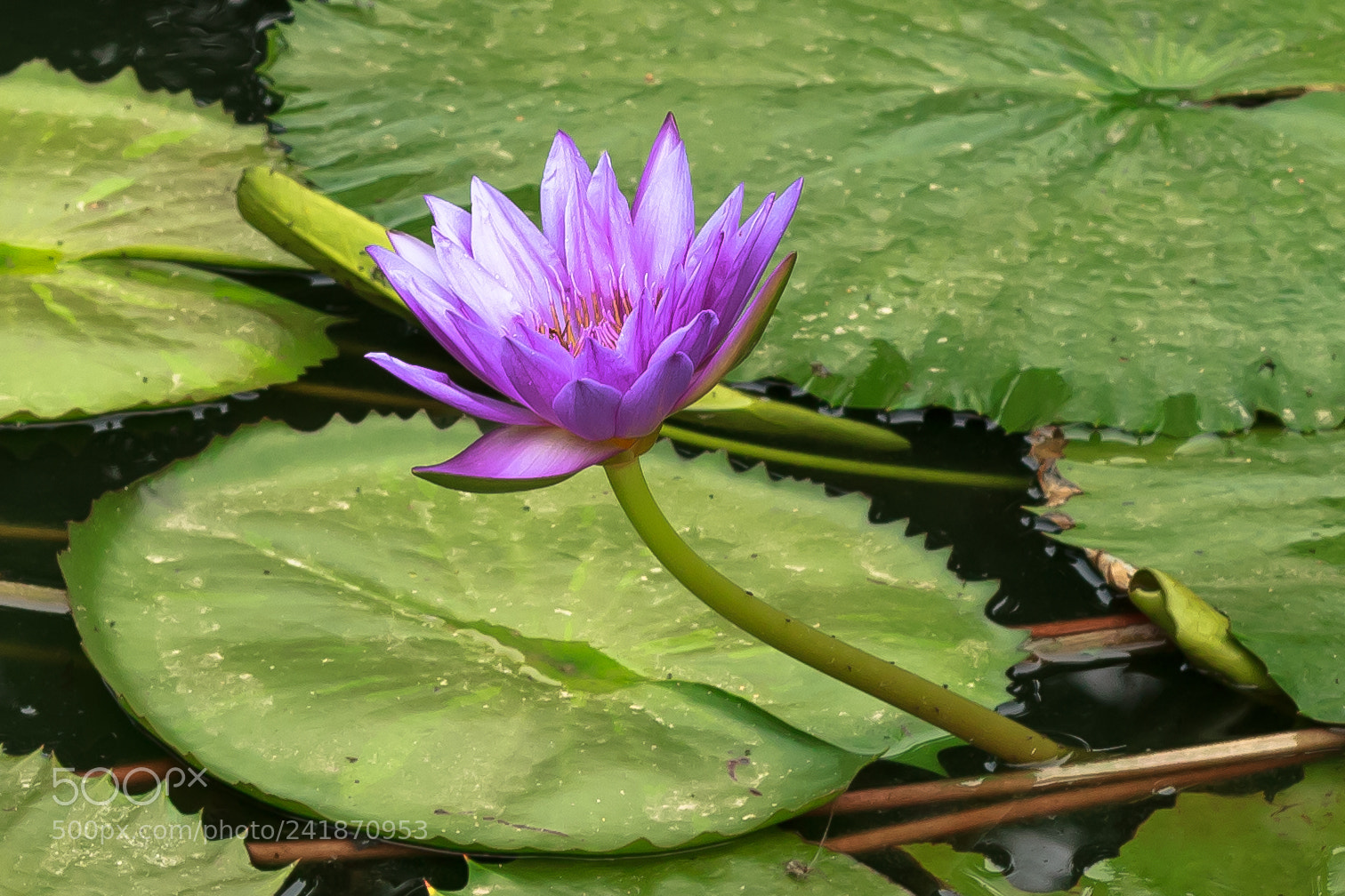 Canon EOS 1200D (EOS Rebel T5 / EOS Kiss X70 / EOS Hi) sample photo. Img photography