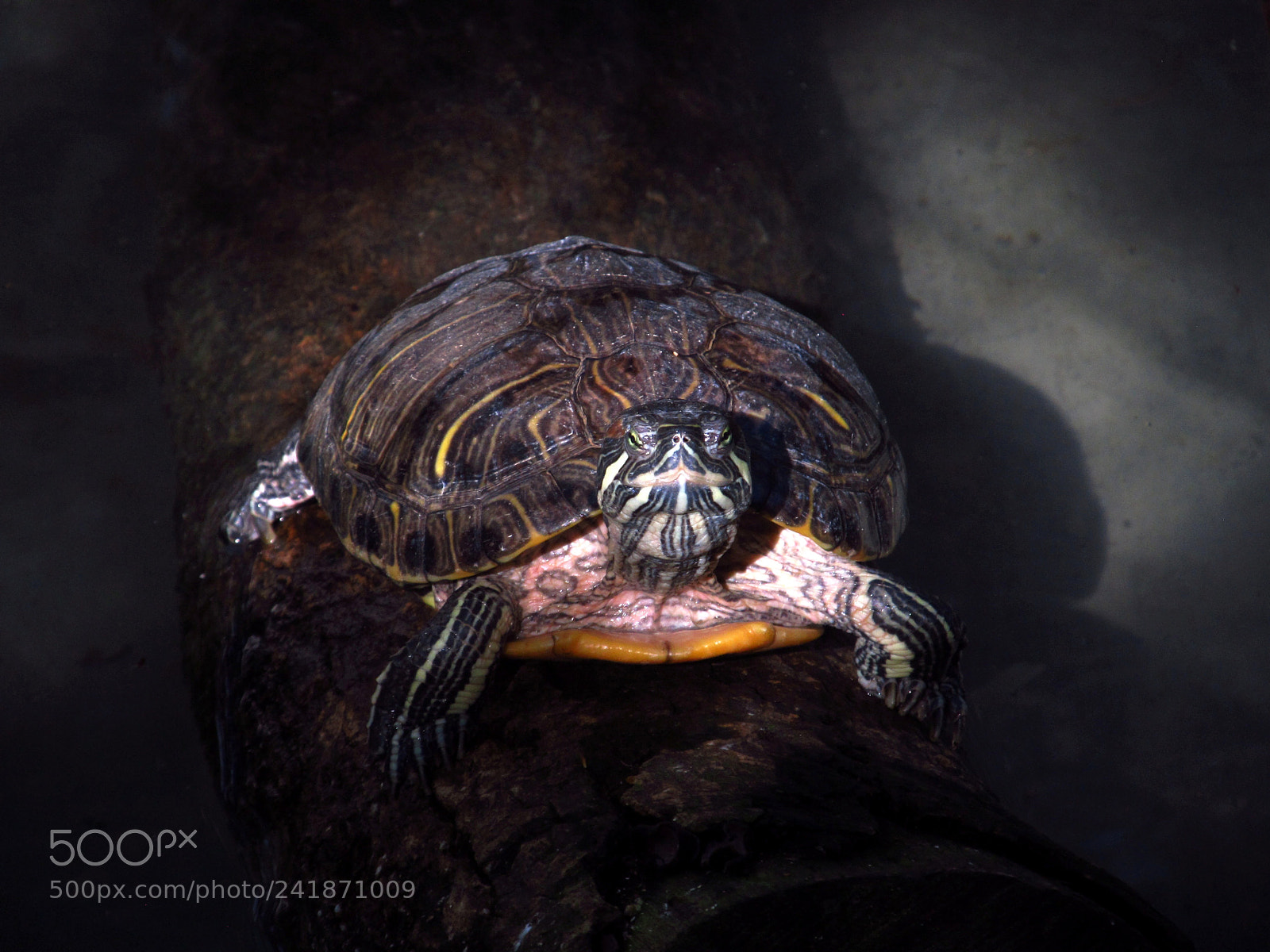 Canon PowerShot SX130 IS sample photo. The turtle photography