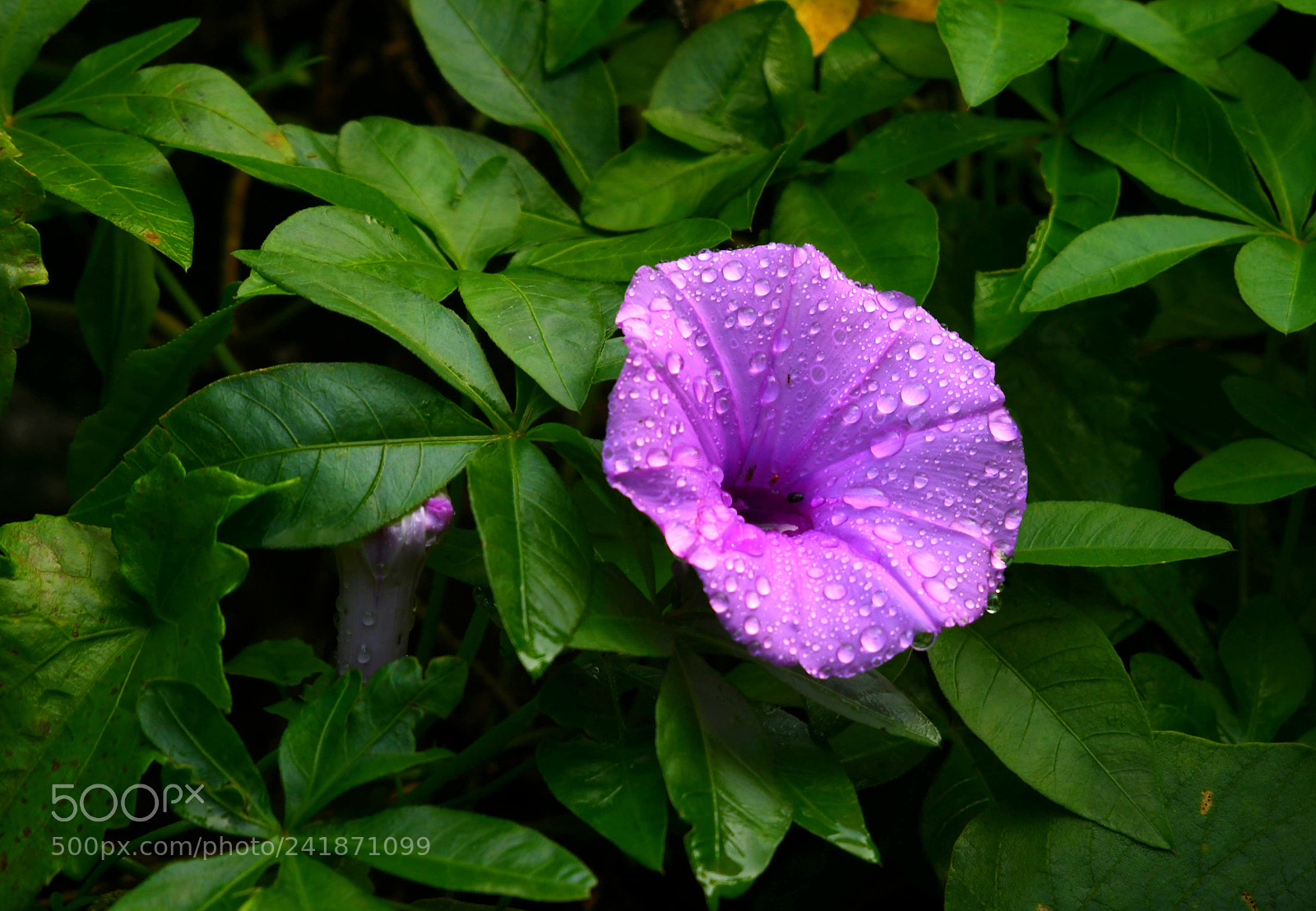 Nikon D500 sample photo. The rain kissed flower photography