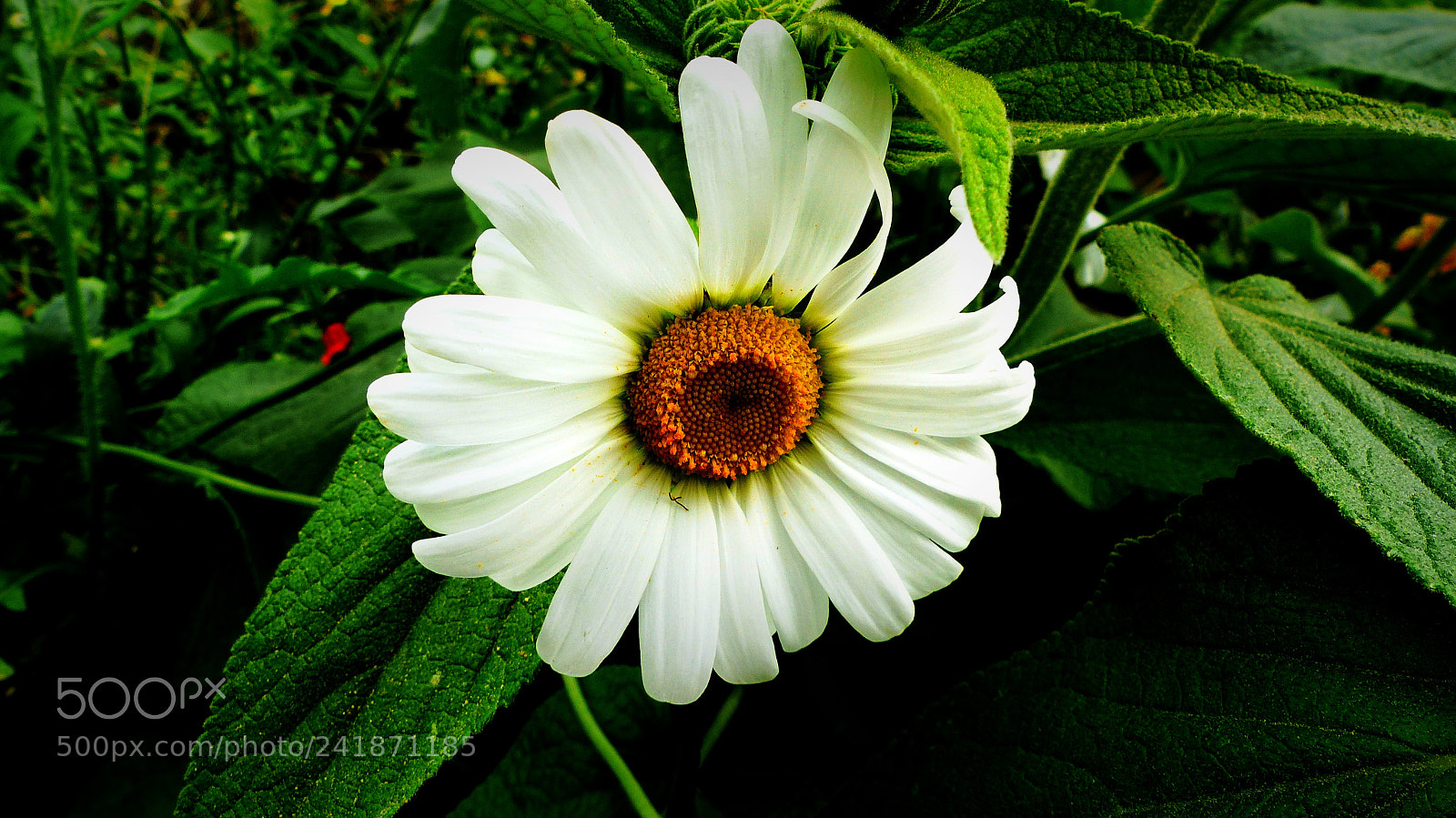 Panasonic Lumix DMC-FZ200 sample photo. White flower photography