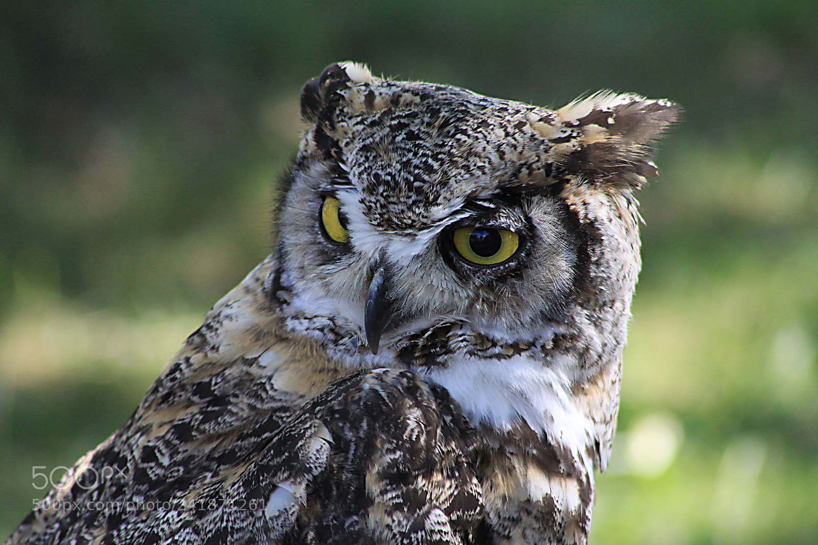 Canon EOS 50D sample photo. Great horned owl photography