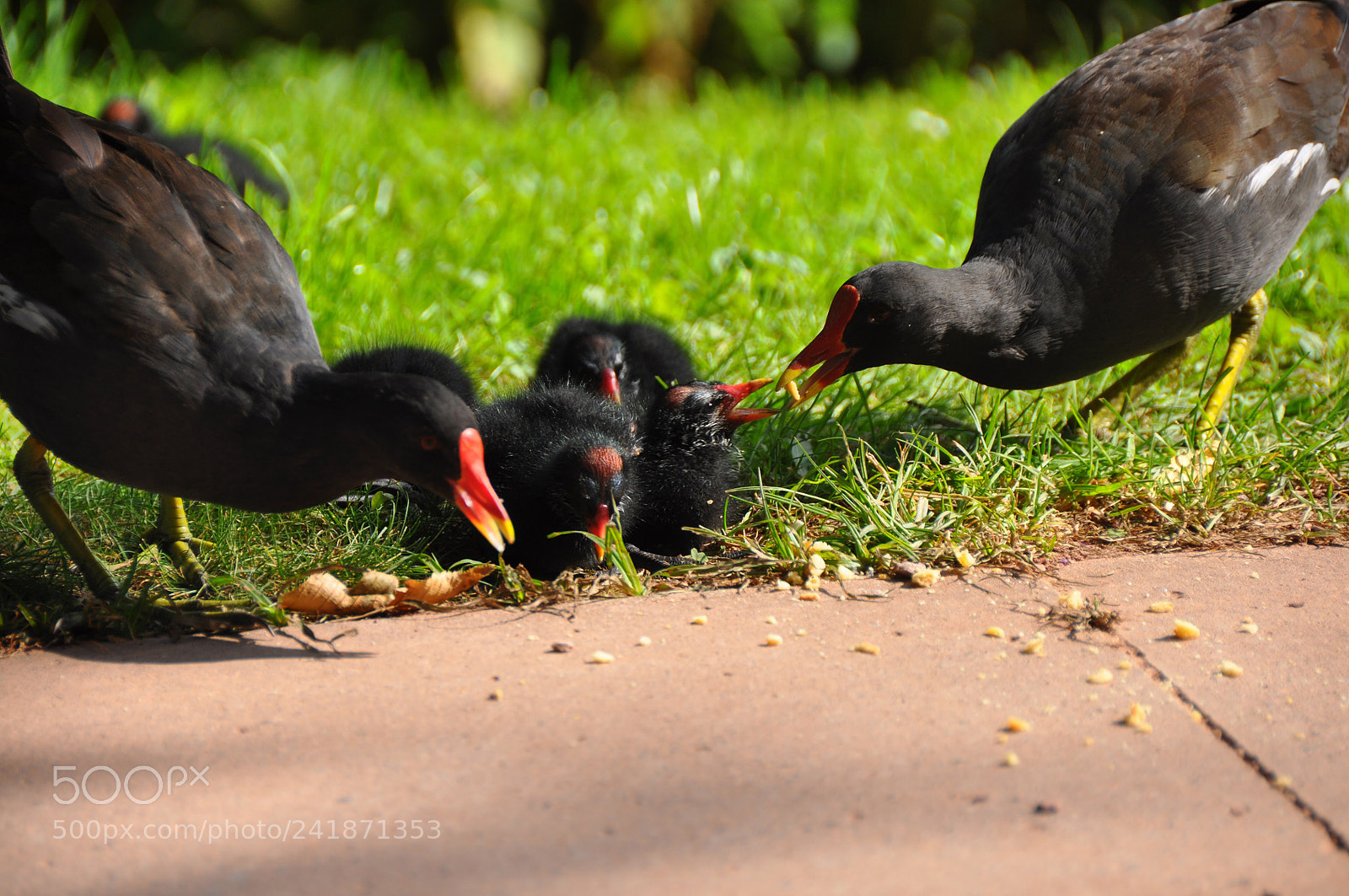 Nikon D90 sample photo. Black bird family feeding photography