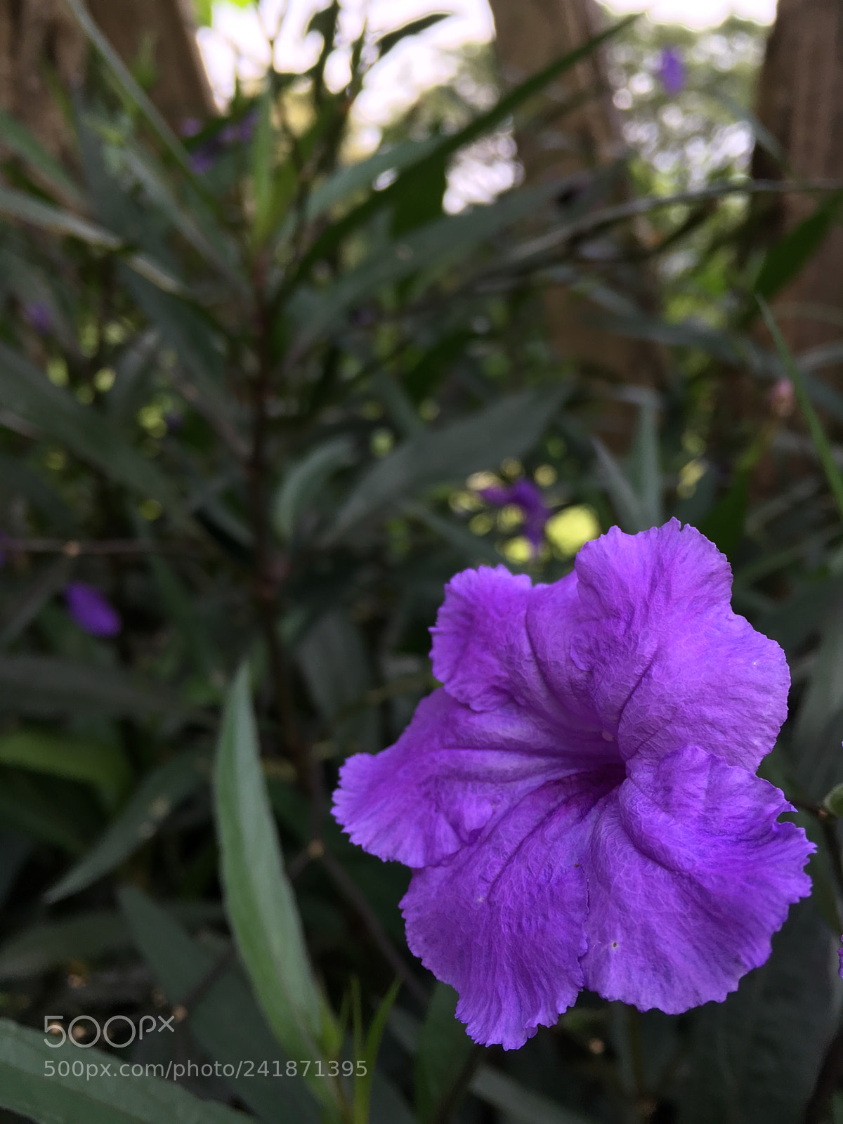 Apple iPhone SE sample photo. Purple? photography