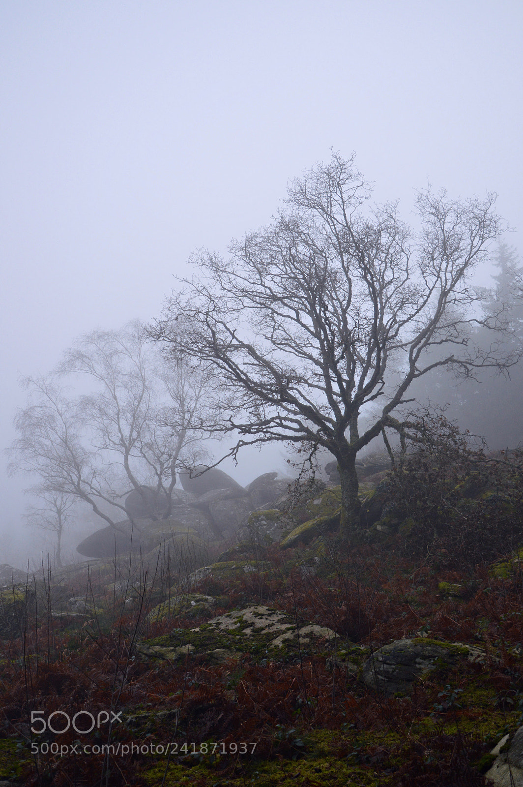 Nikon D3200 sample photo. Mist photography