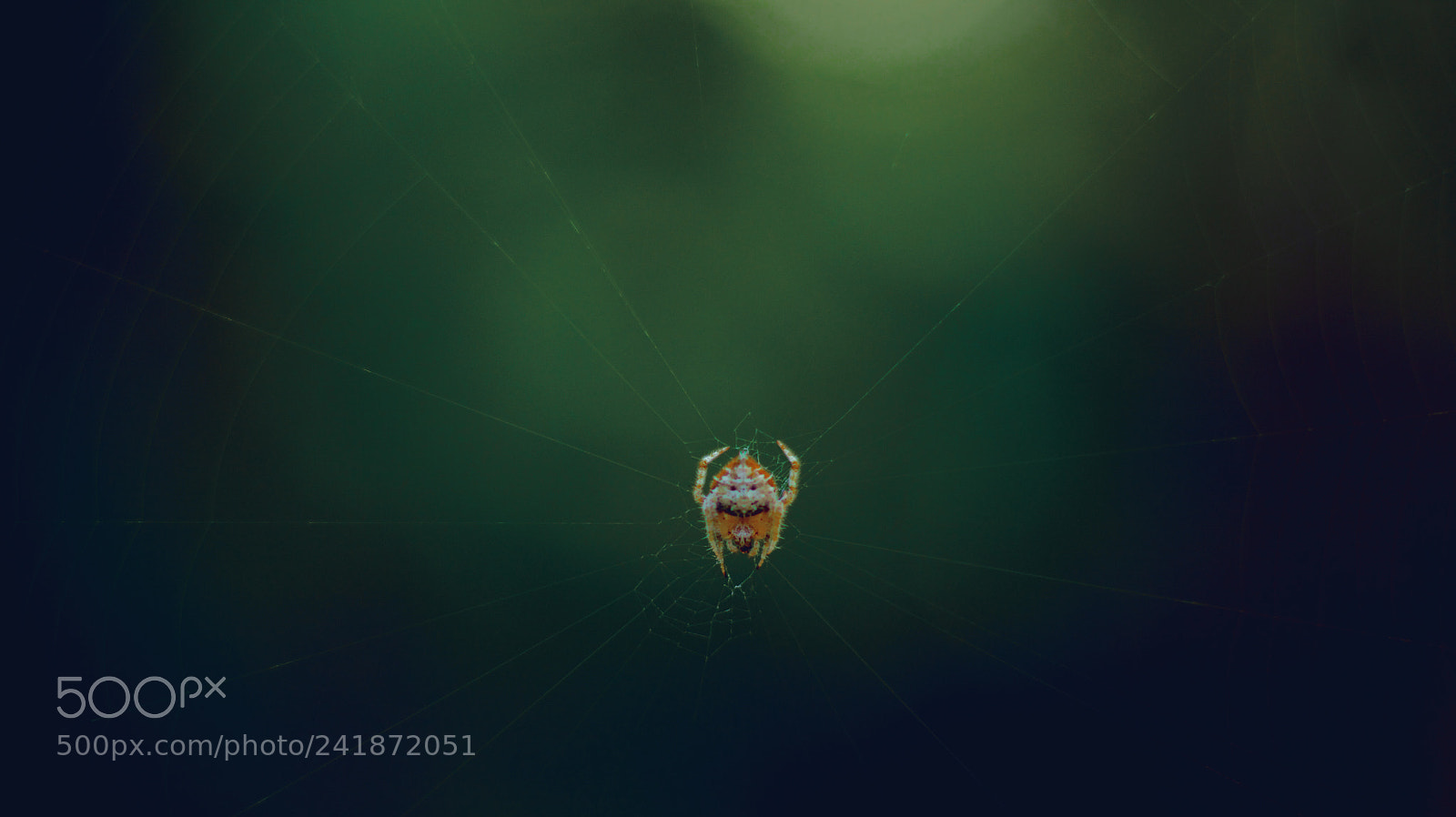 Canon EOS 750D (EOS Rebel T6i / EOS Kiss X8i) sample photo. Spidey photography