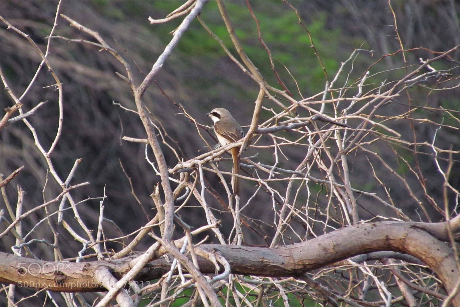Canon PowerShot SX30 IS sample photo. The flycatcher photography