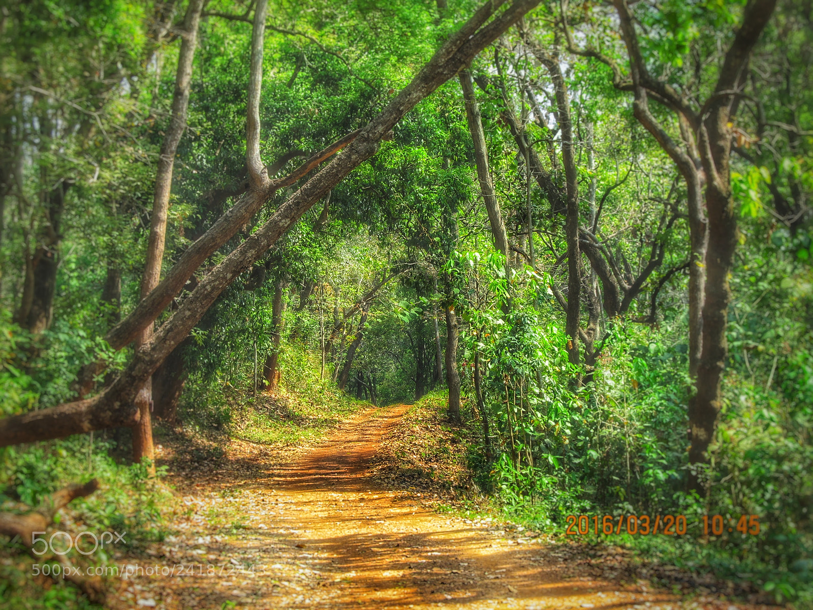 Canon PowerShot SX130 IS sample photo. Forest gateway photography