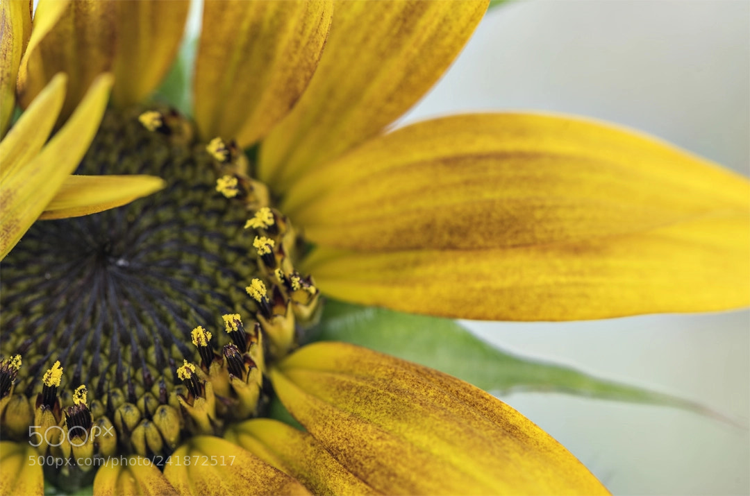 Nikon D810 sample photo. Almost open photography