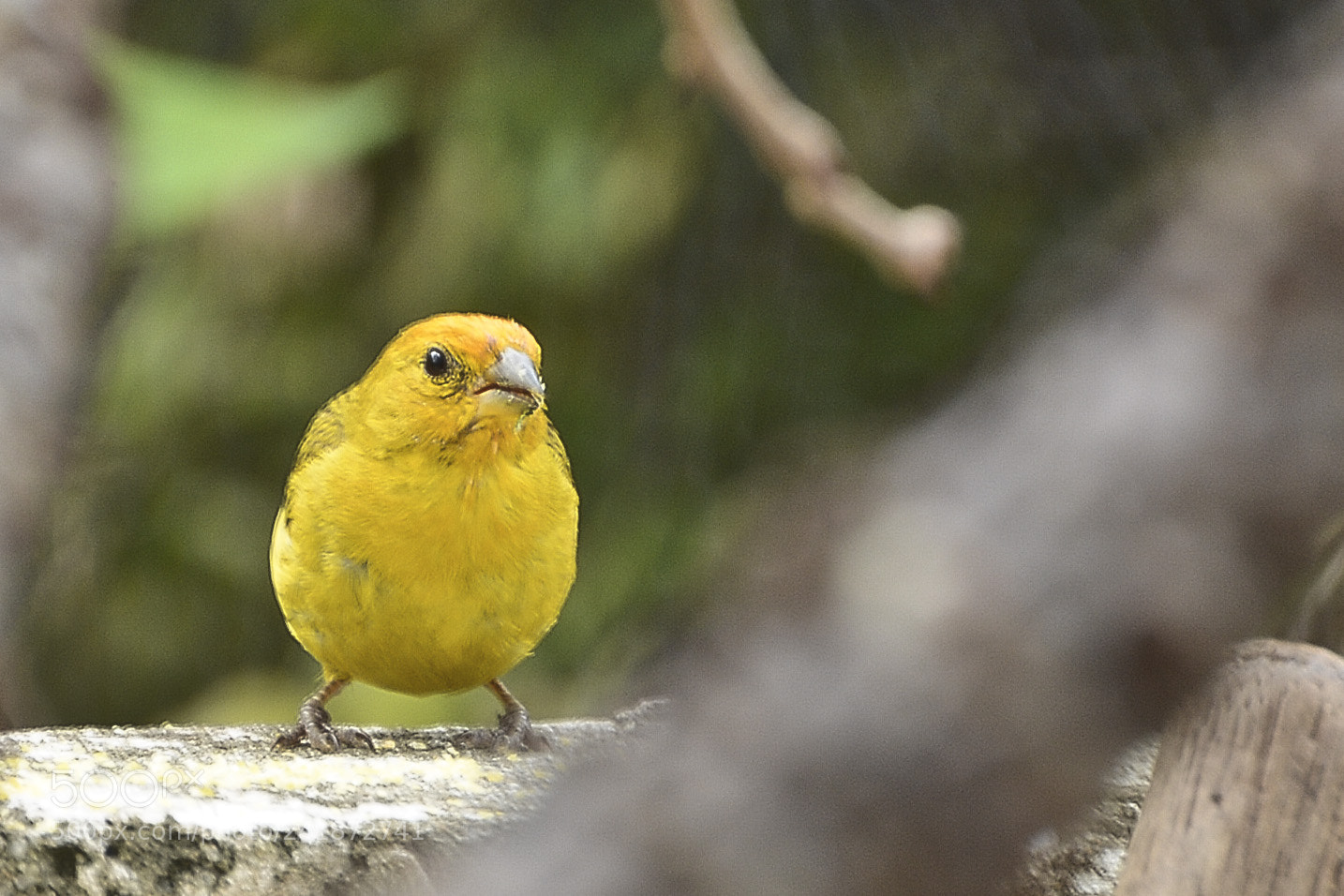 Nikon D7100 sample photo. O observador. photography