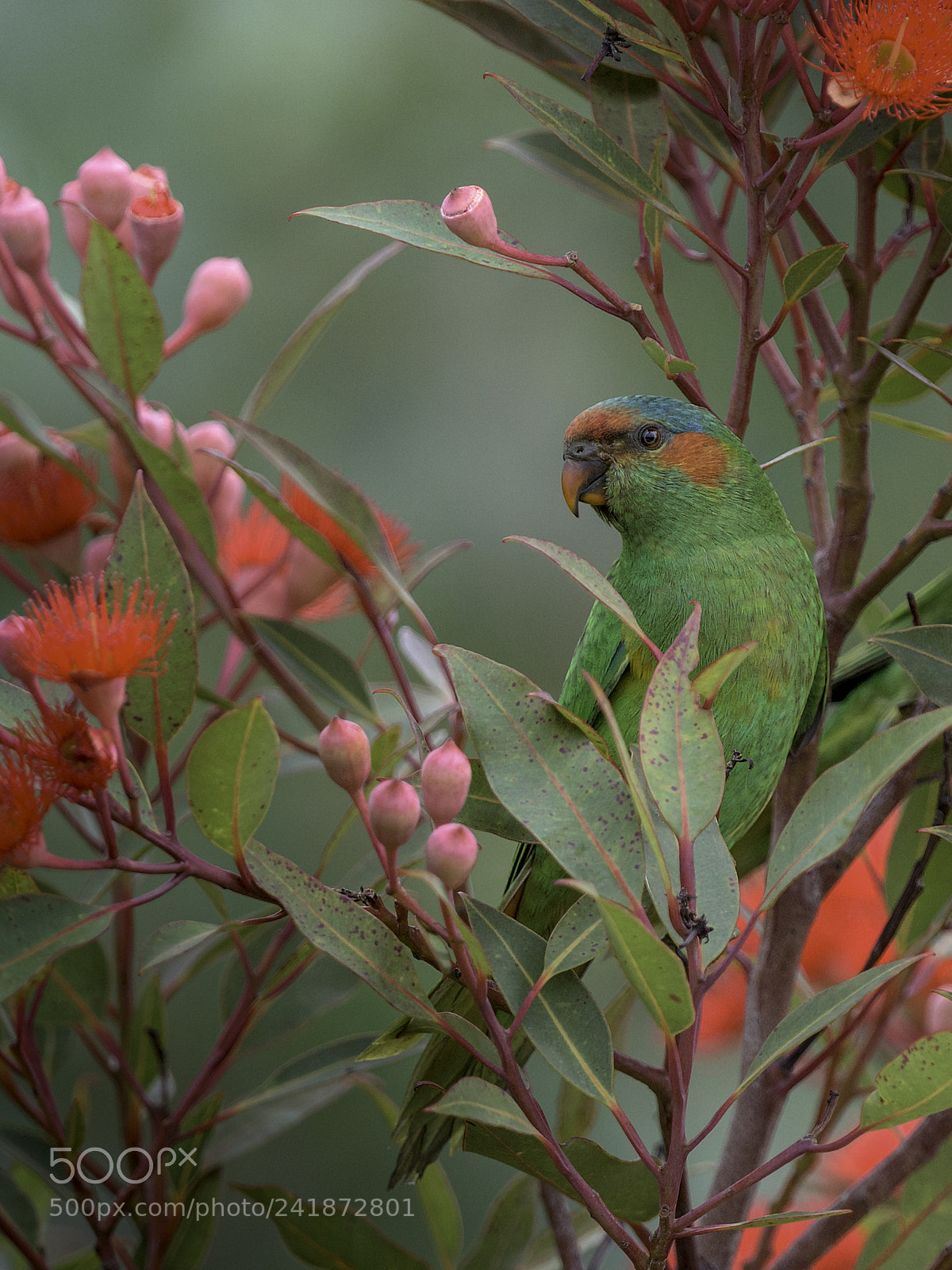 Nikon D810 sample photo. Musk lorikeet female in photography