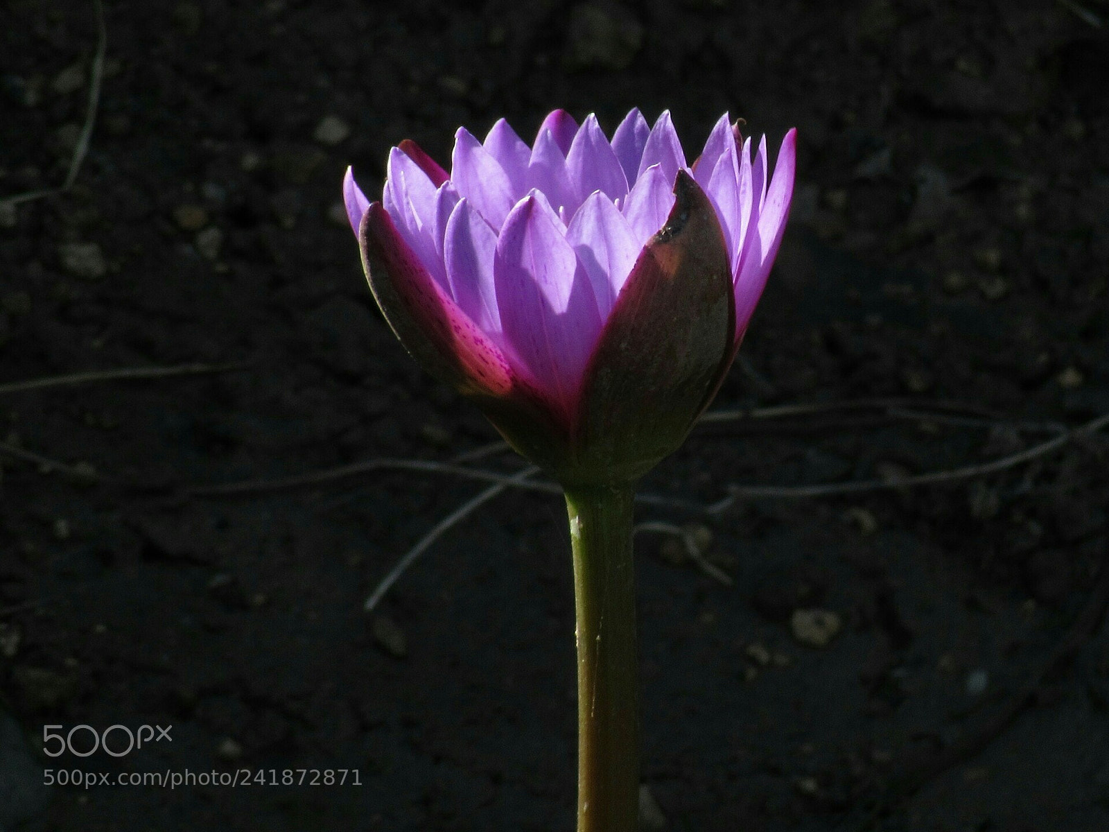 Canon PowerShot SX530 HS sample photo. Water lily photography