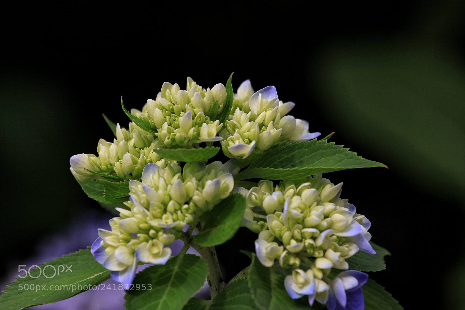 Canon EOS 50D sample photo. Untitled photography