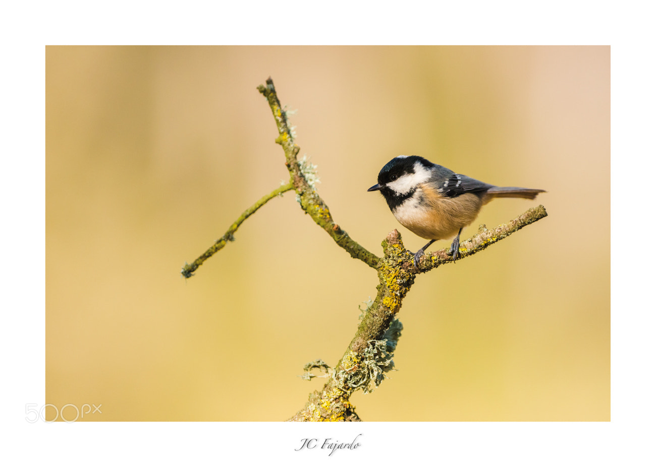 Nikon D800 sample photo. Little birds ii photography