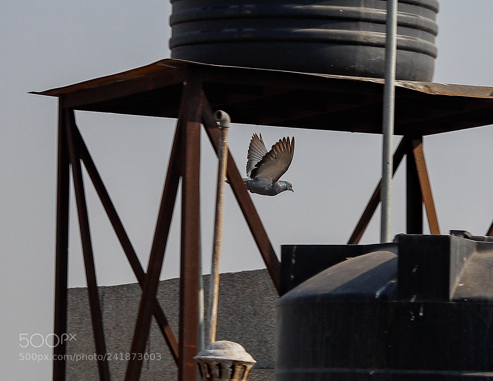 Canon EOS 77D (EOS 9000D / EOS 770D) sample photo. See the pigeon? photography