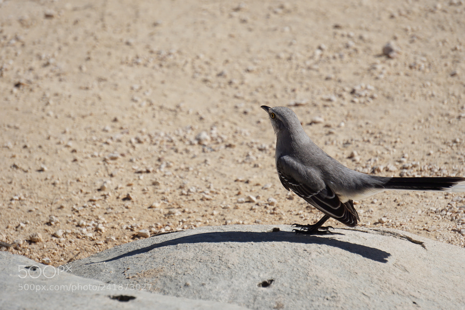 Sony E 55-210mm F4.5-6.3 OSS sample photo. Attentive bird photography