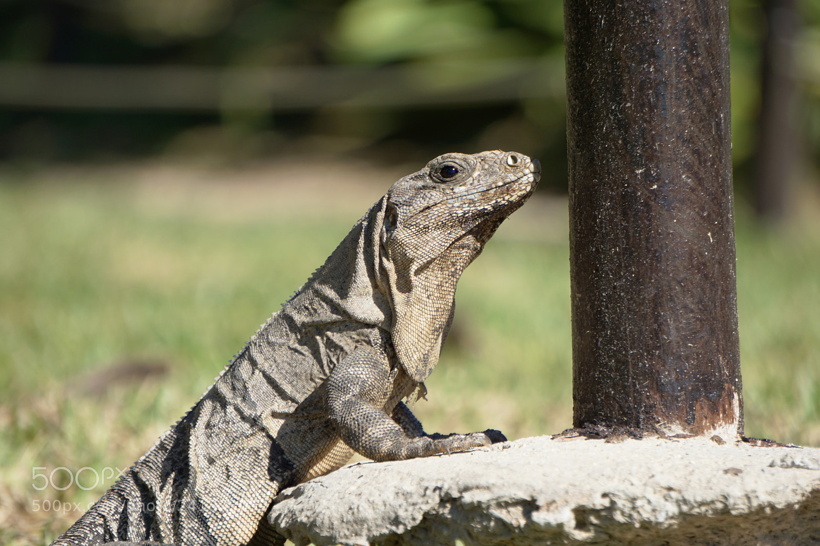 Sony E 55-210mm F4.5-6.3 OSS sample photo. Iguana 05 photography