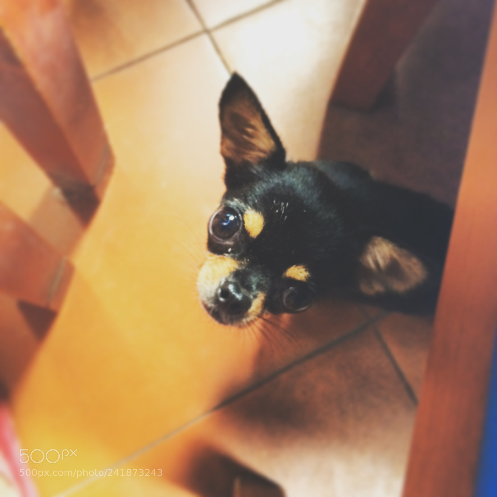 Apple iPhone 5s sample photo. A dog looking up photography
