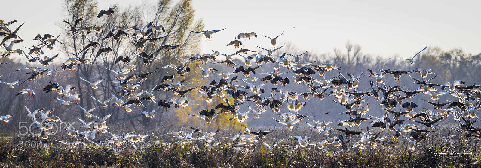 Nikon D850 sample photo. Geese blastoff photography