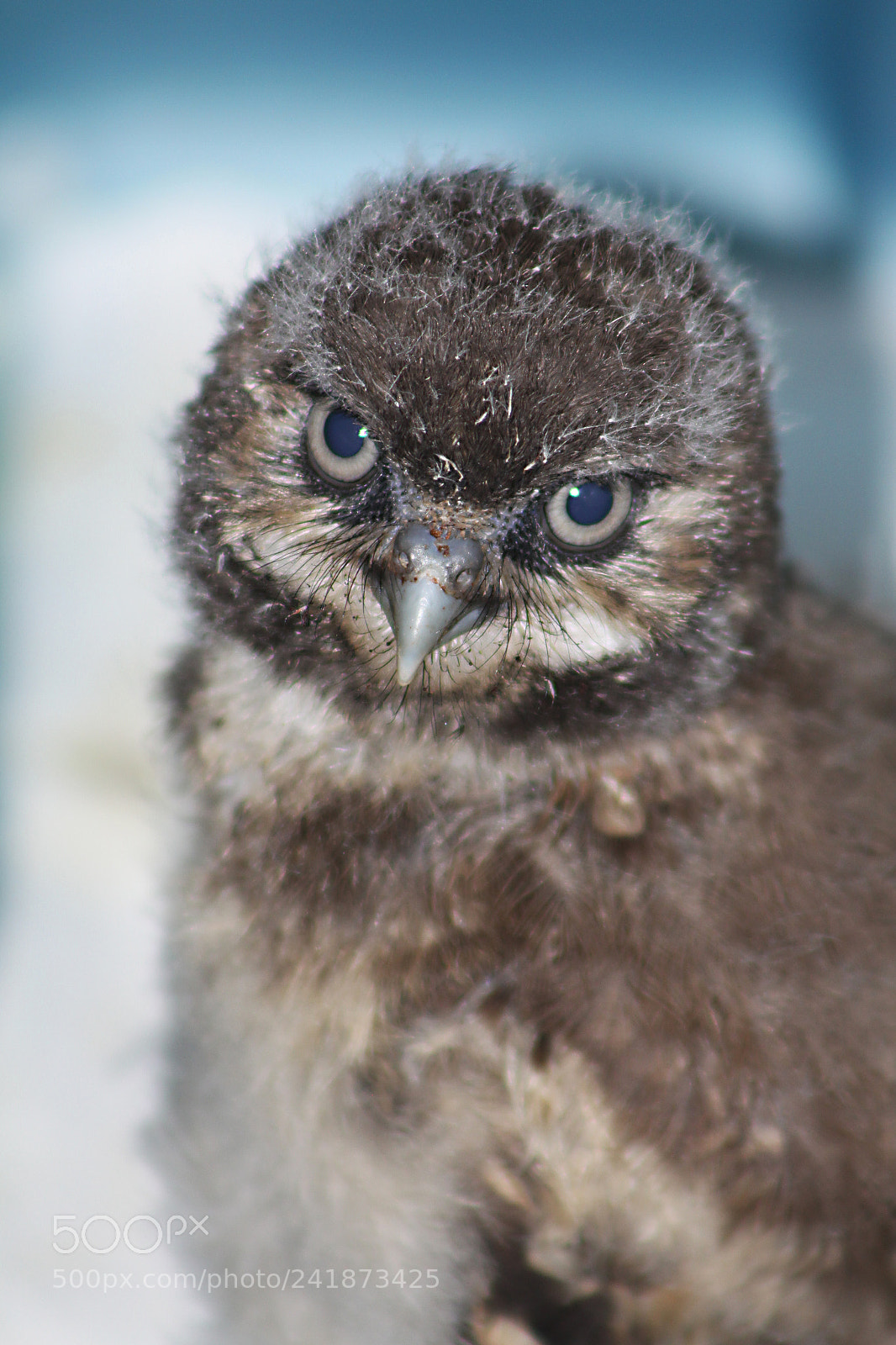 Canon EOS 50D sample photo. Owlet photography