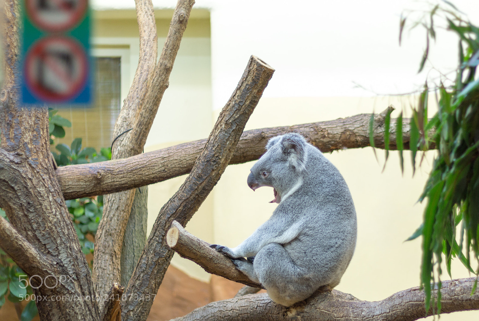 Canon EOS 100D (EOS Rebel SL1 / EOS Kiss X7) sample photo. Killer koala photography