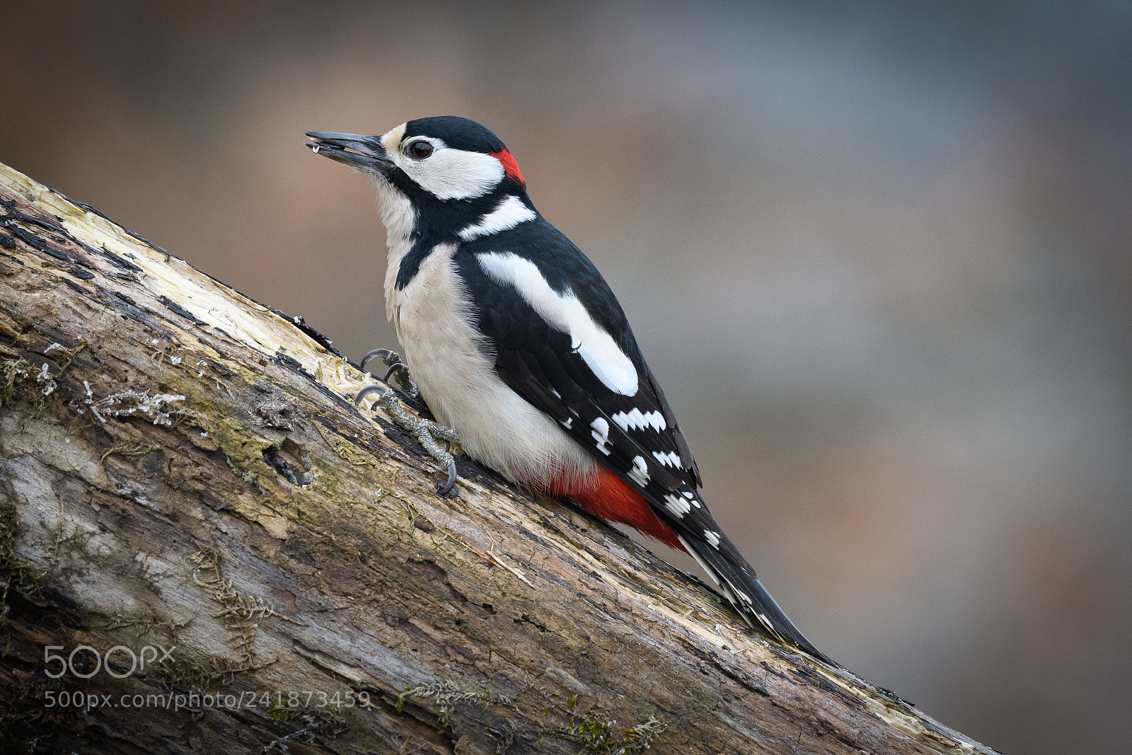 Nikon D500 sample photo. Woodpecker photography