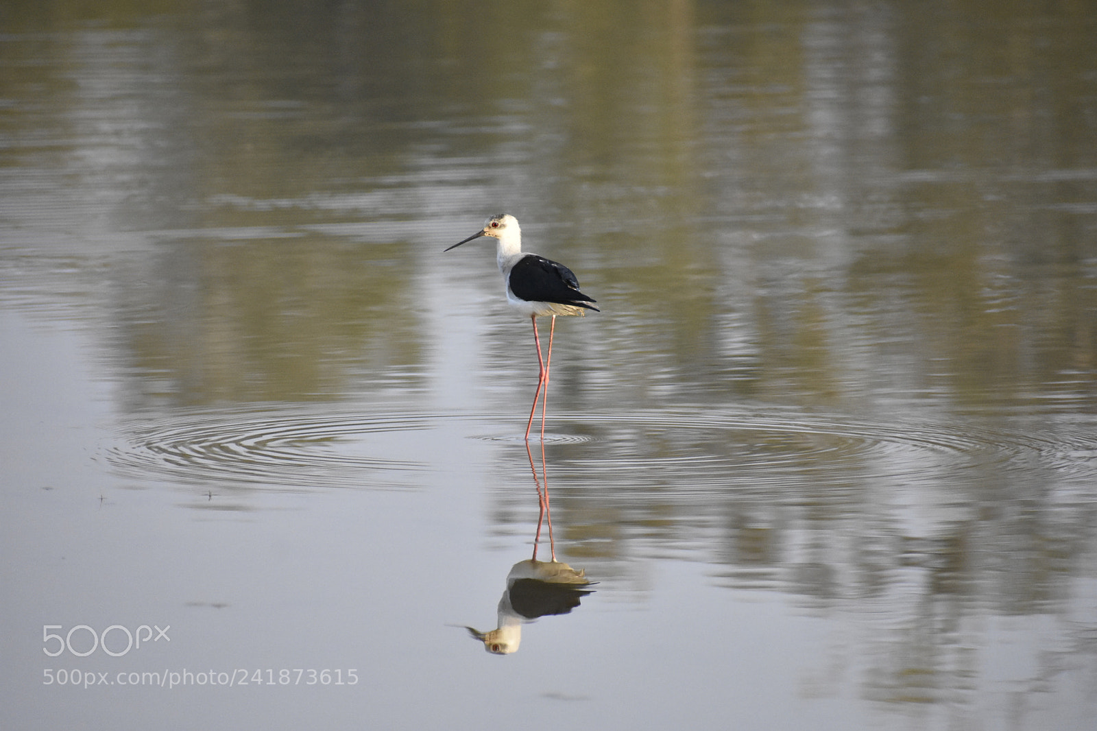 Nikon D3400 sample photo. Black winged stilt photography