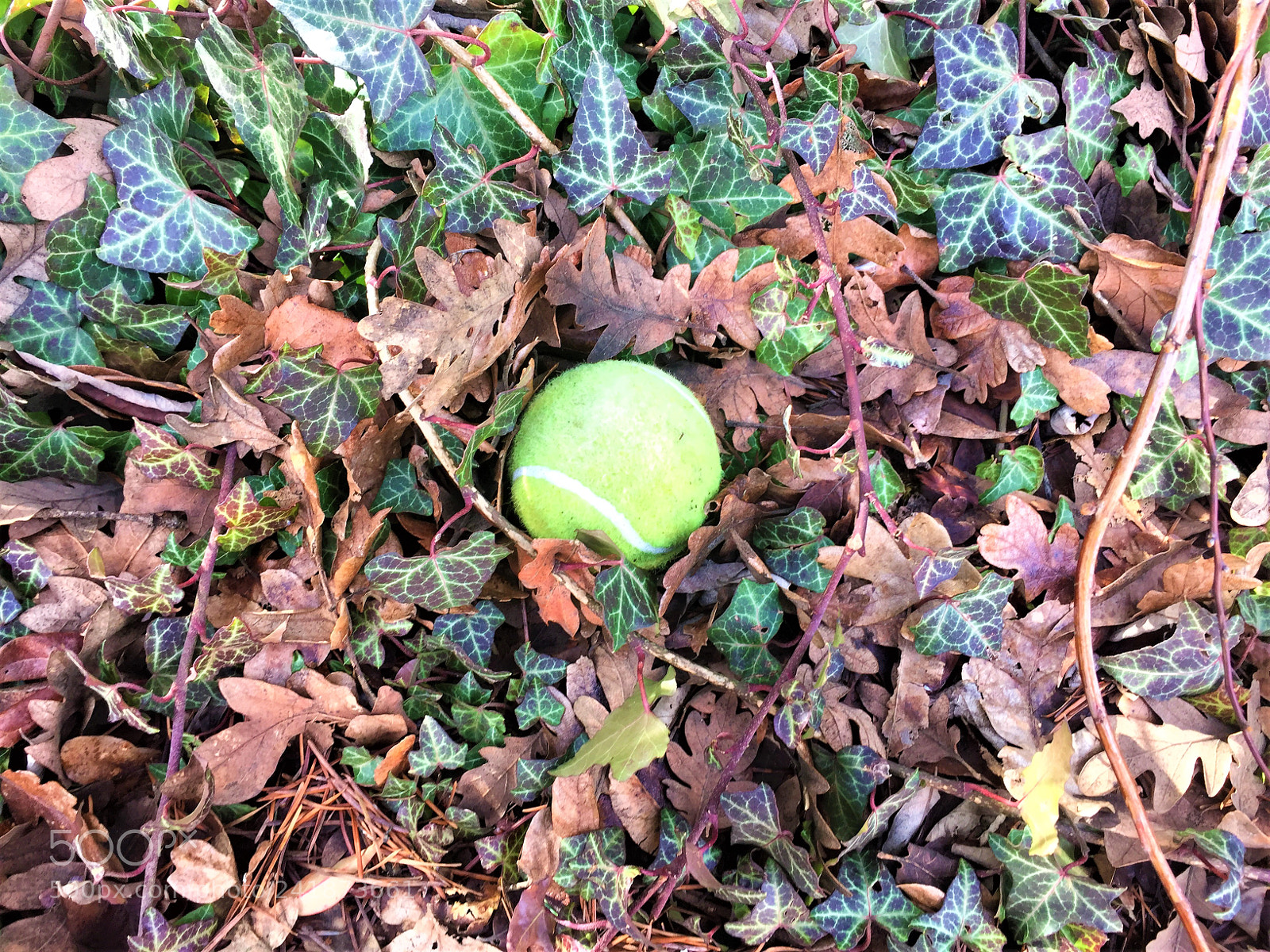 Apple iPhone 6 sample photo. Tennis ball photography