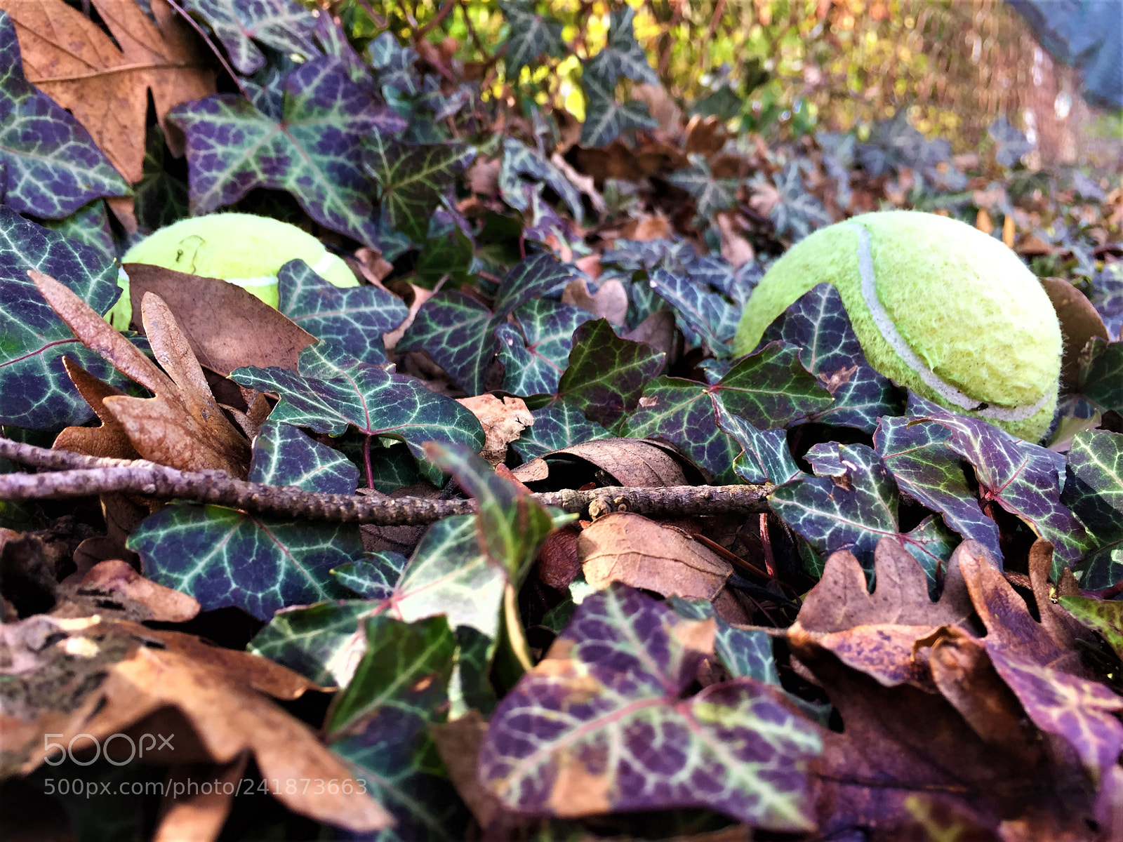 Apple iPhone 6 sample photo. Tennis balls photography