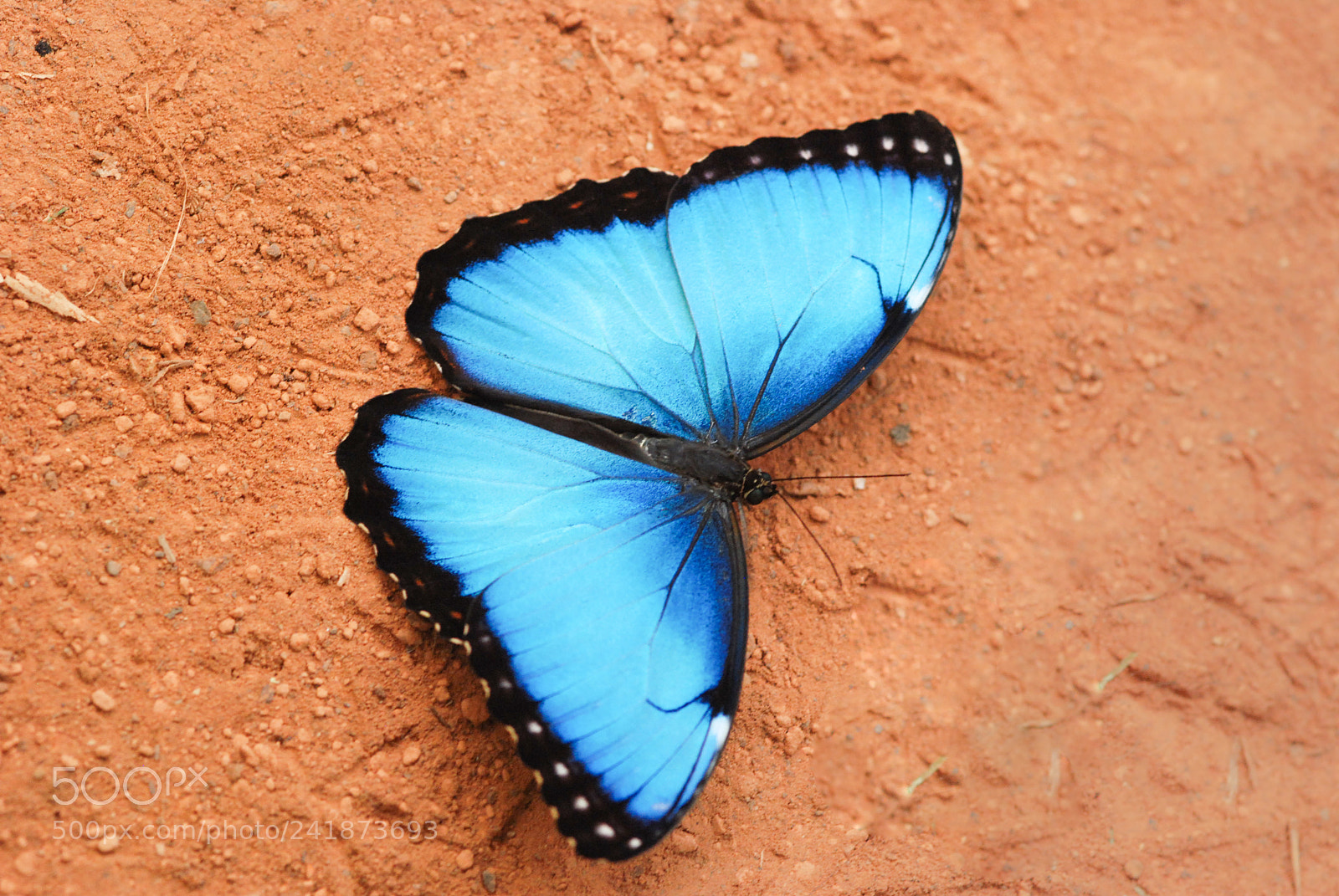 Nikon D80 sample photo. Morpho bleu photography