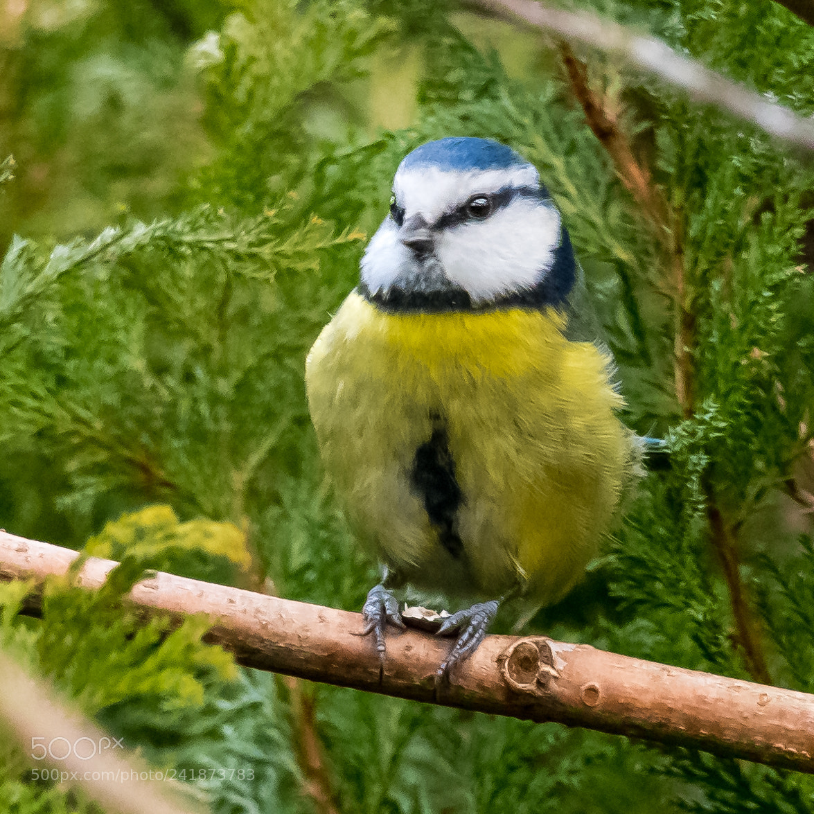 Nikon D850 sample photo. Perky blue tit photography