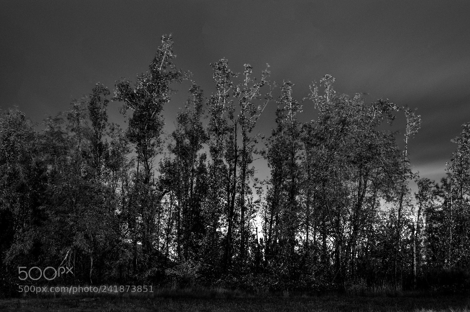 Nikon D5000 sample photo. Back lit trees photography