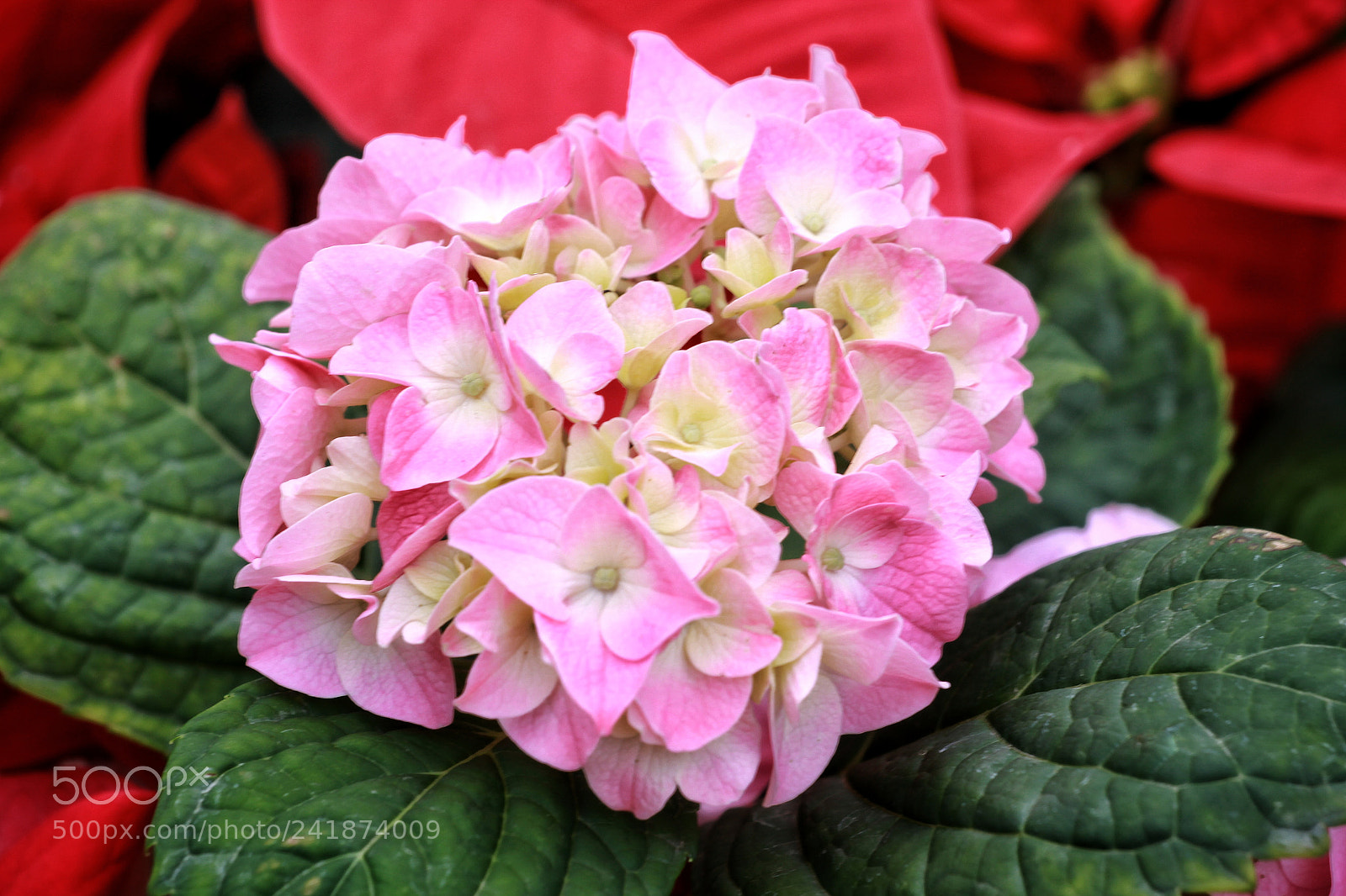 Canon EOS 50D sample photo. Untitled photography