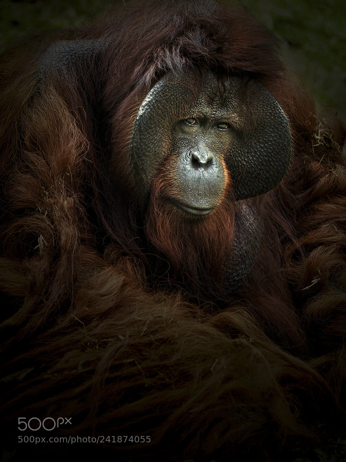 Olympus OM-D E-M1 sample photo. The portrait of orang photography