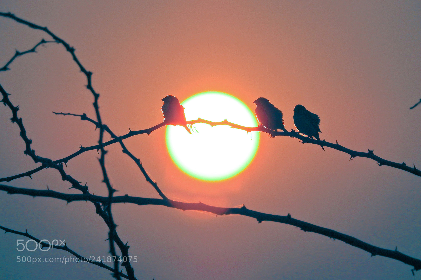 Nikon Coolpix P900 sample photo. Love birds - silhouettes photography