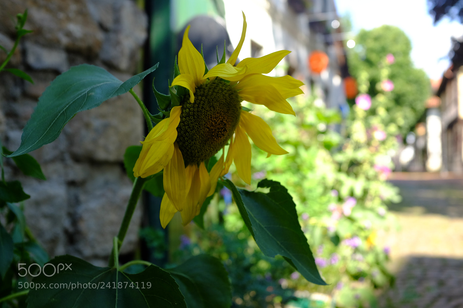 Fujifilm X100T sample photo. Sonnenblume im schnurrviertel photography