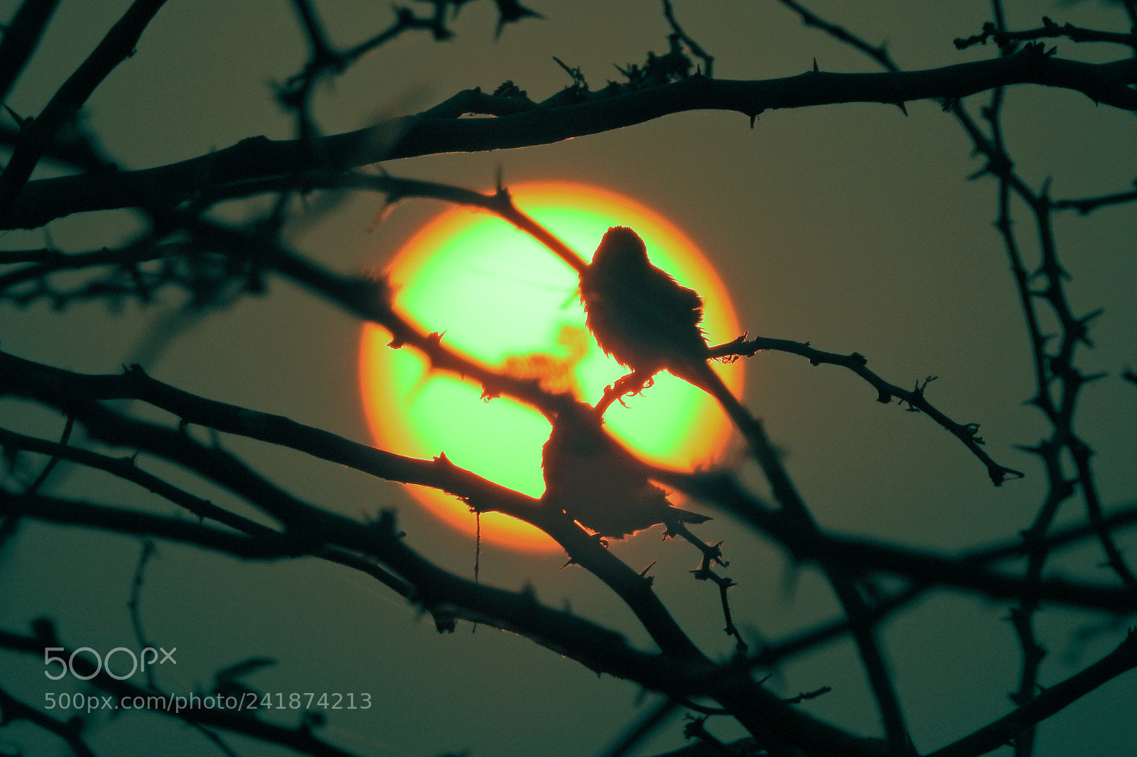 Nikon Coolpix P900 sample photo. Love birds - silhouettes photography