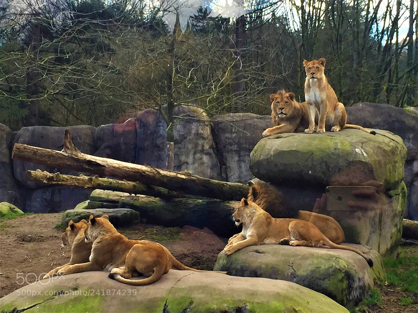 Apple iPhone 6 sample photo. Lions photography