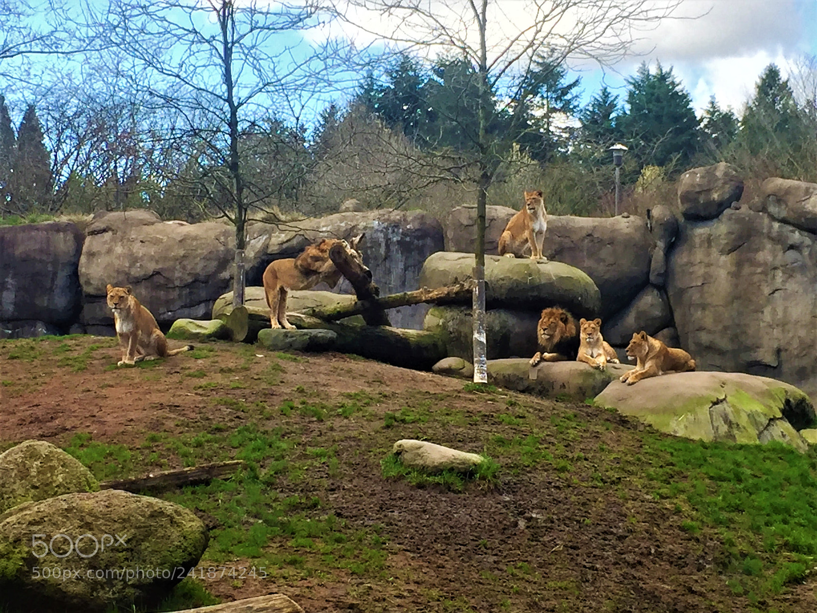 Apple iPhone 6 sample photo. Lions photography